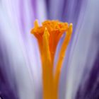 crocus