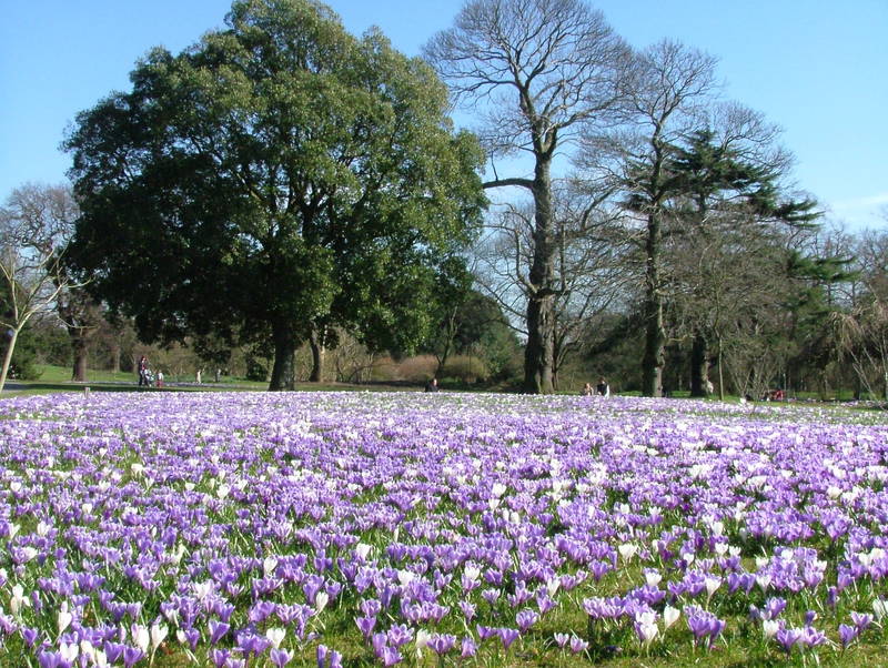 Crocus Field