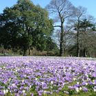 Crocus Field