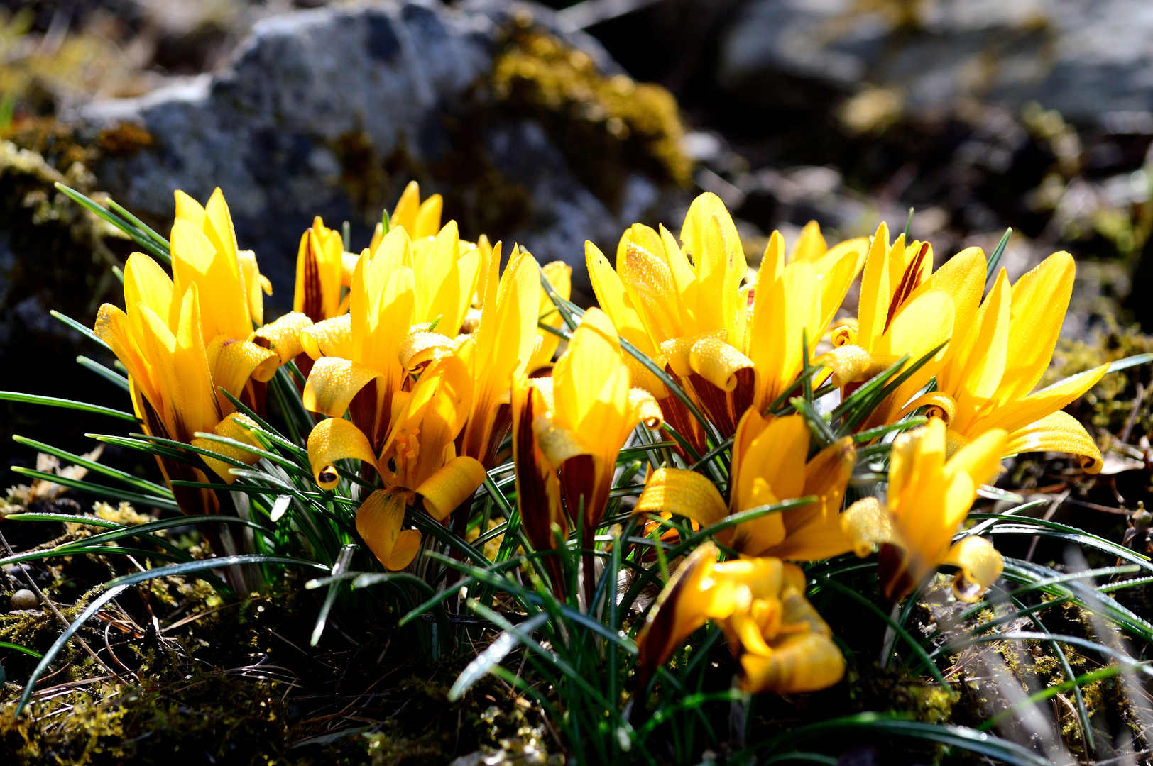 Crocus flavus