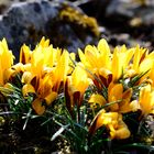 Crocus flavus