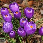 Crocus "Flower Record"