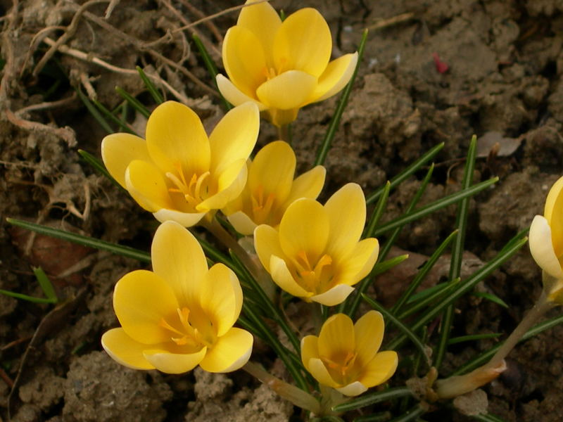 crocus giallo...si affaccia la primavera