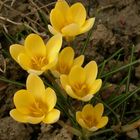 crocus giallo...si affaccia la primavera