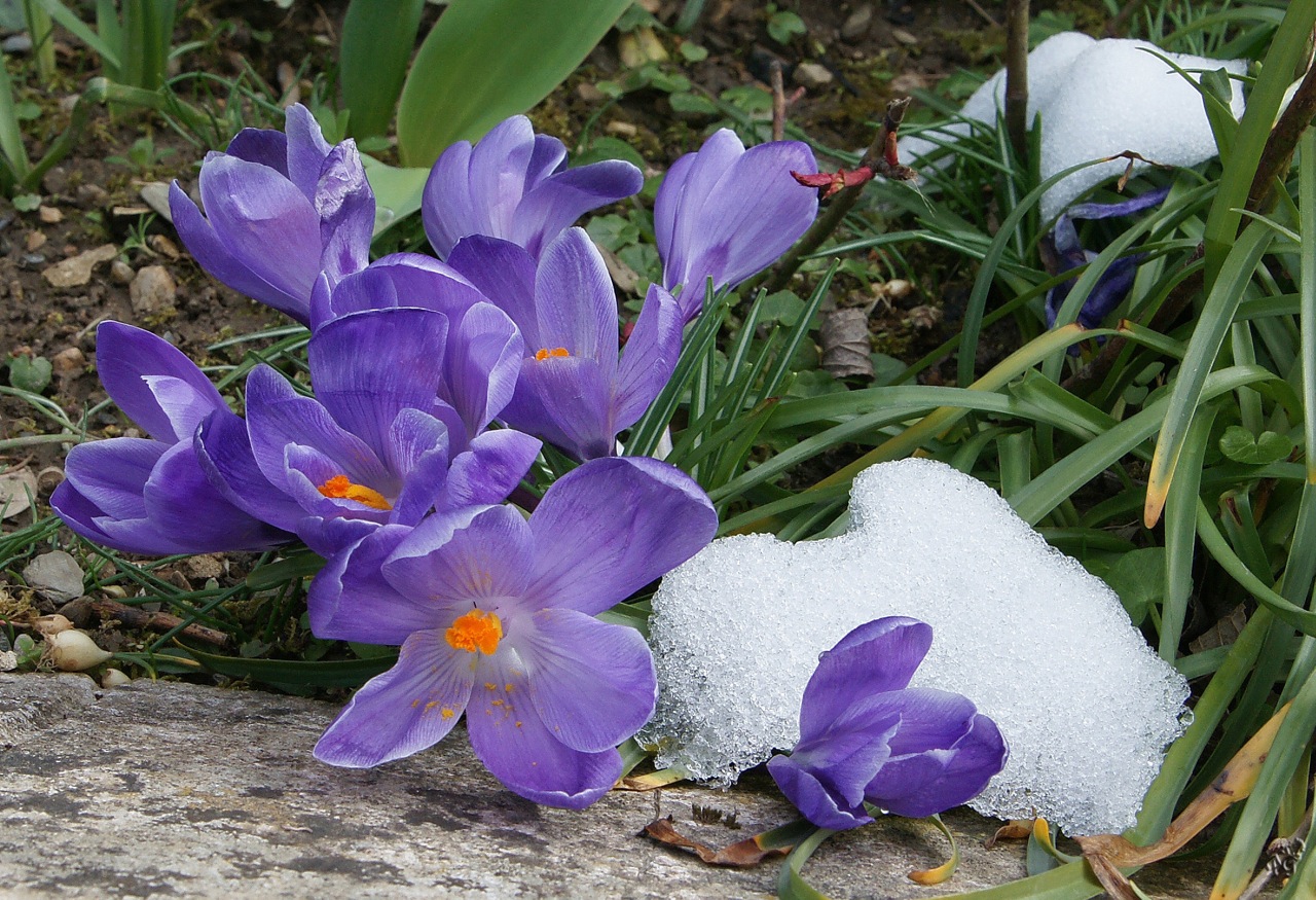 Crocus glacés