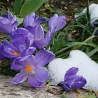 Crocus glacés