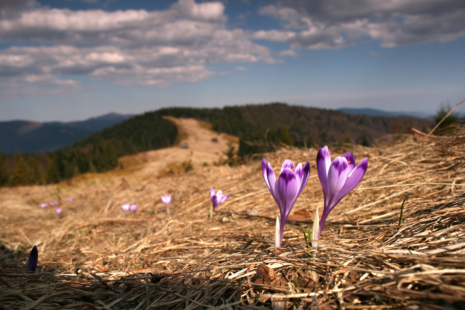 Crocus, Gorce, Poland