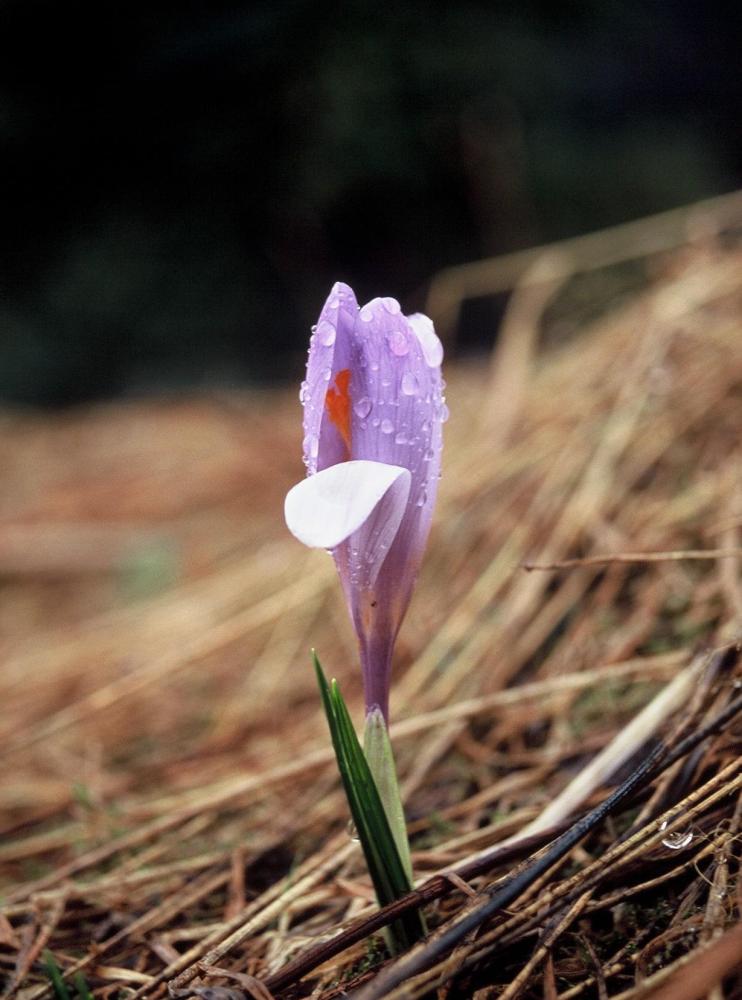 Crocus II (Crocus scepusiensis)