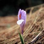 Crocus II (Crocus scepusiensis)