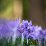 Crocus im Berggarten 2