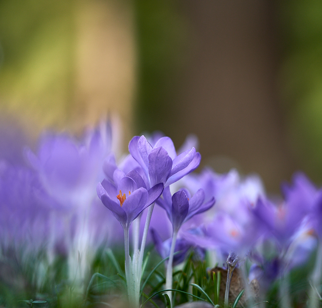 Crocus im Berggarten