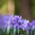 Crocus im Berggarten