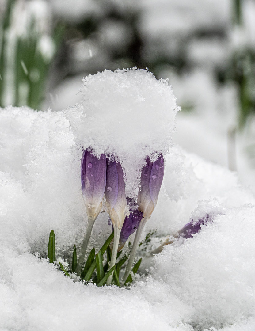 Crocus im Schnee