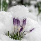 Crocus im Schnee