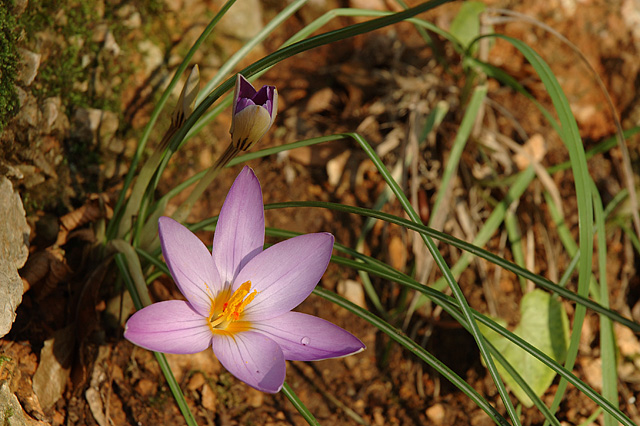 Crocus imperati