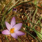 Crocus imperati