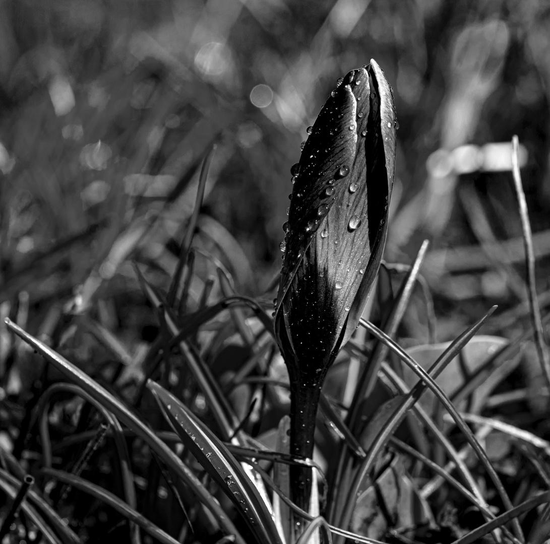 Crocus in black