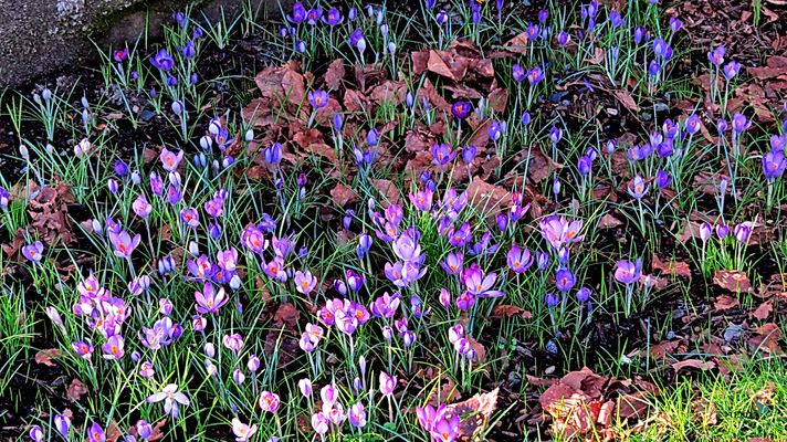 Crocus in February
