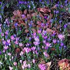 Crocus in February