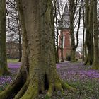 Crocus in Husum