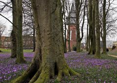 Crocus in Husum