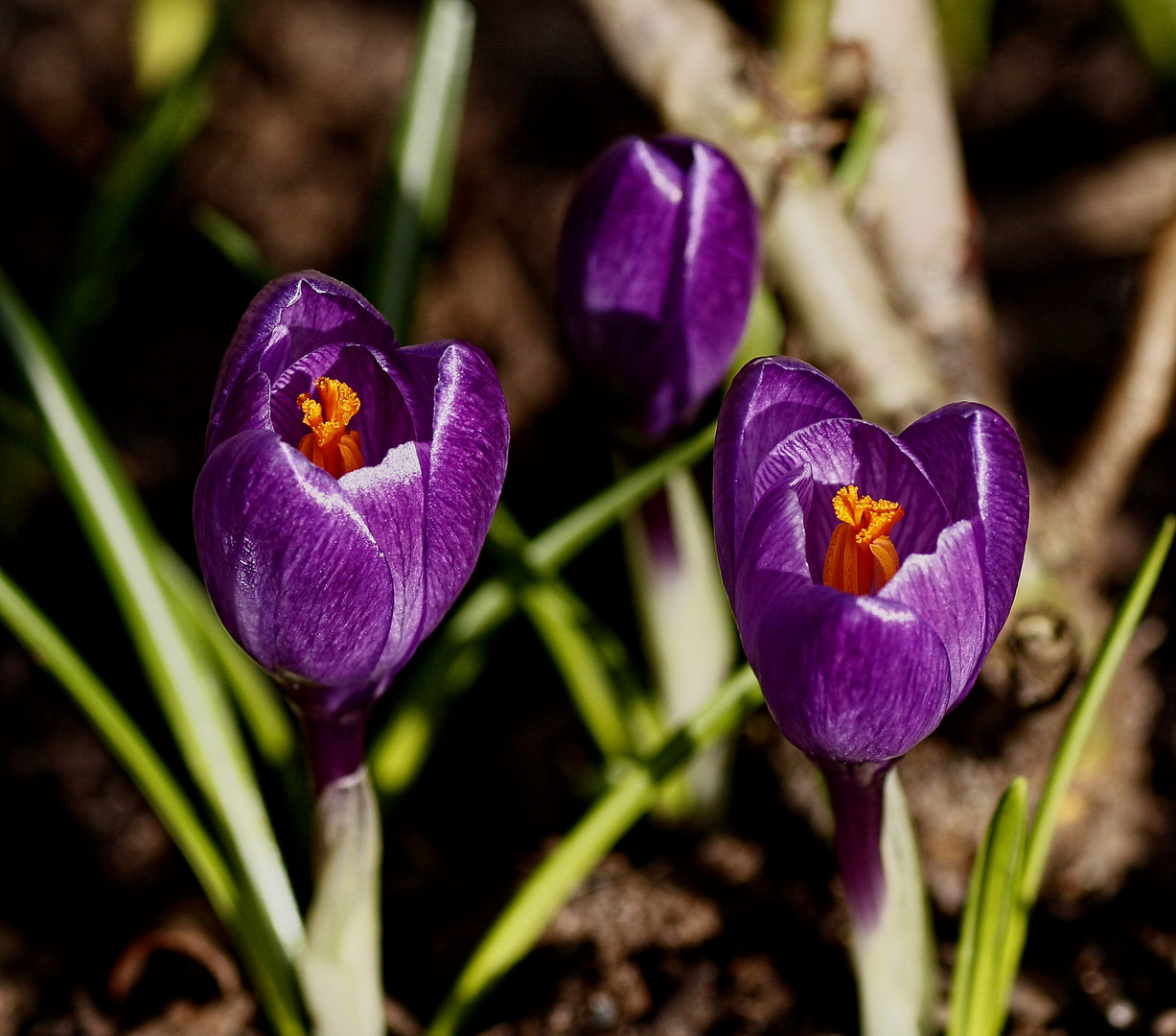 Crocus in my garden - and Thank You.....