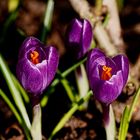 Crocus in my garden - and Thank You.....