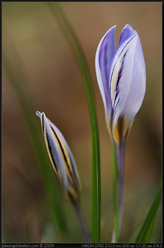 Crocus in San Michele