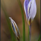 Crocus in San Michele