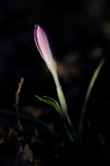 Crocus in the evening