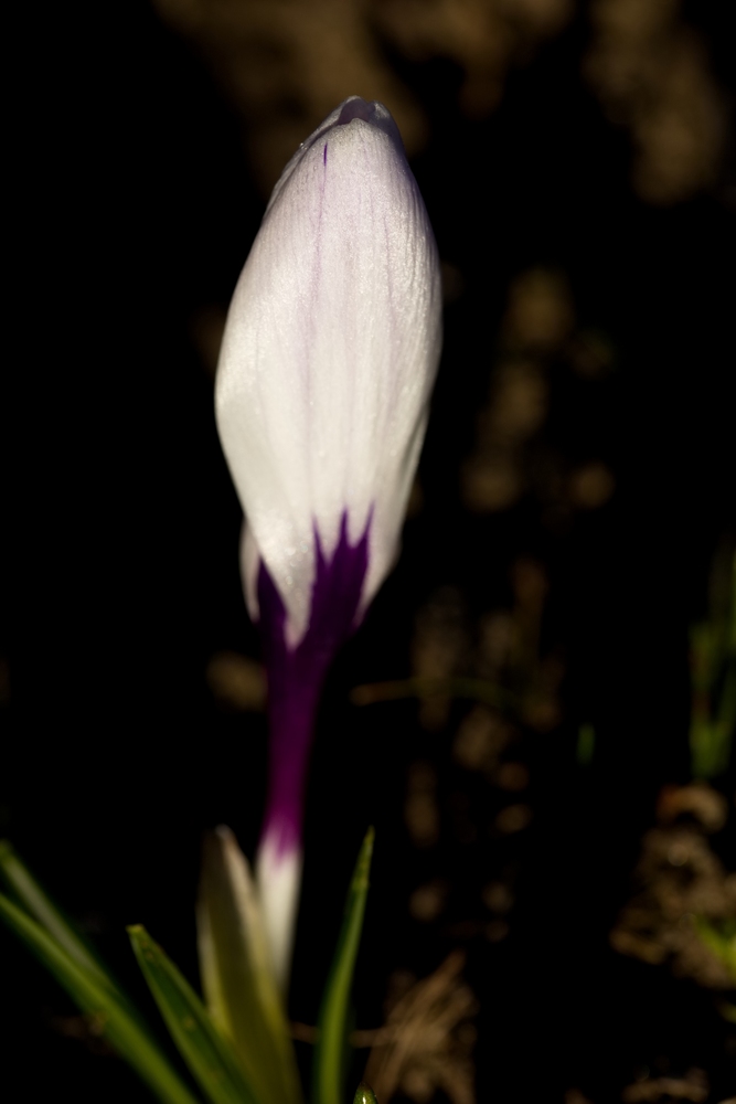 Crocus in the morning
