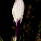 Crocus in the morning