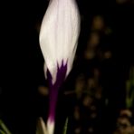 Crocus in the morning