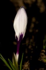 Crocus in the morning