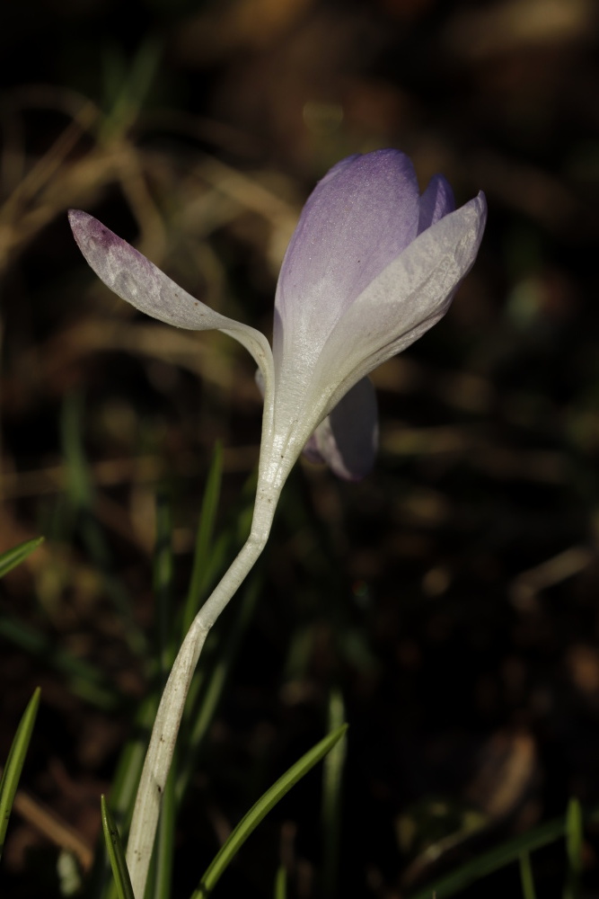 Crocus in the morning