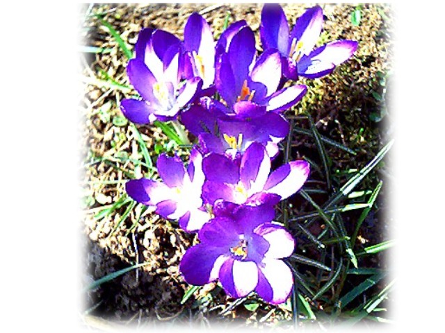 Crocus in the Spring