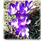 Crocus in the Spring