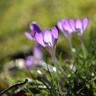 Crocus in the Sun