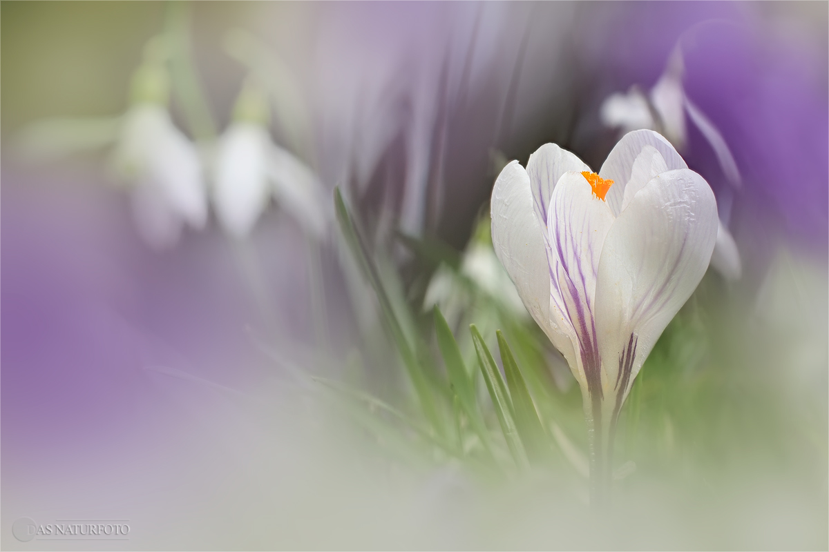 Crocus indet.