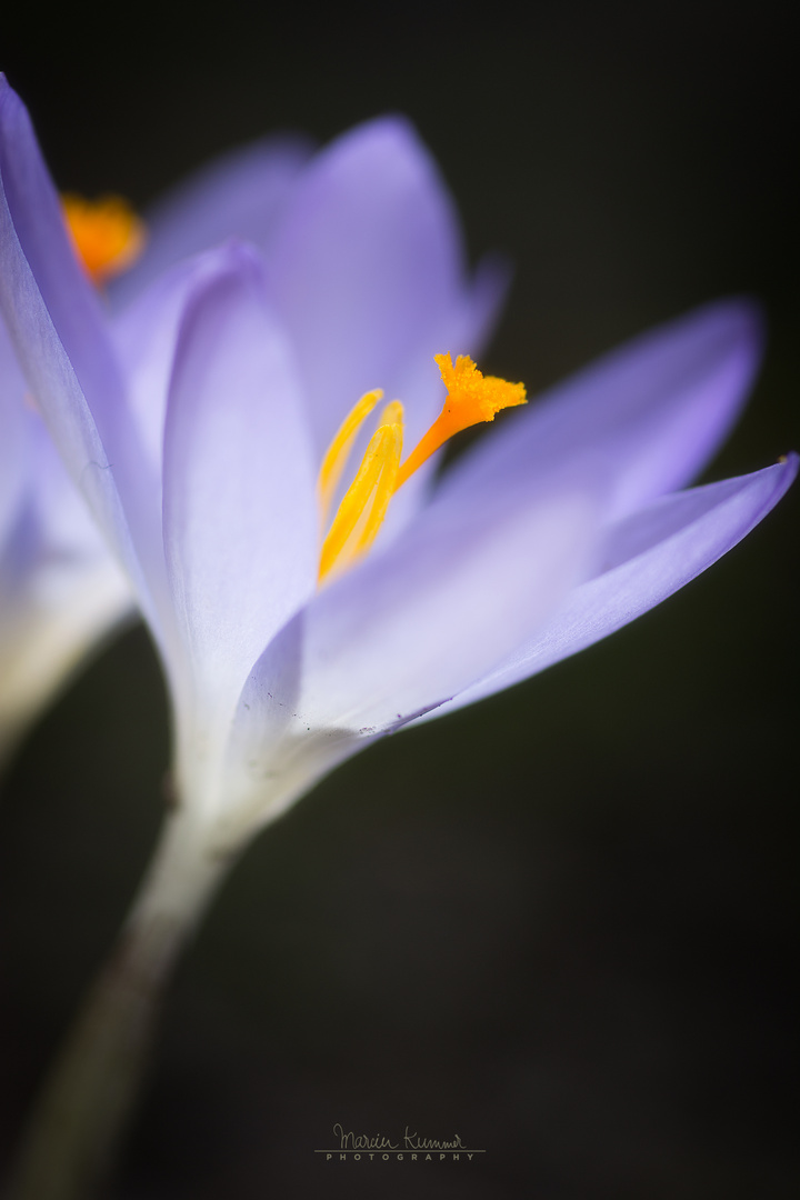 Crocus longiflorus