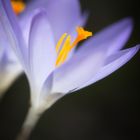 Crocus longiflorus