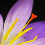 Crocus macro