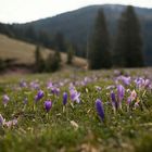 Crocus morning