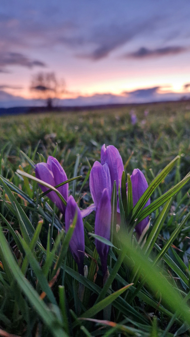 CROCUS NEGLECTUS