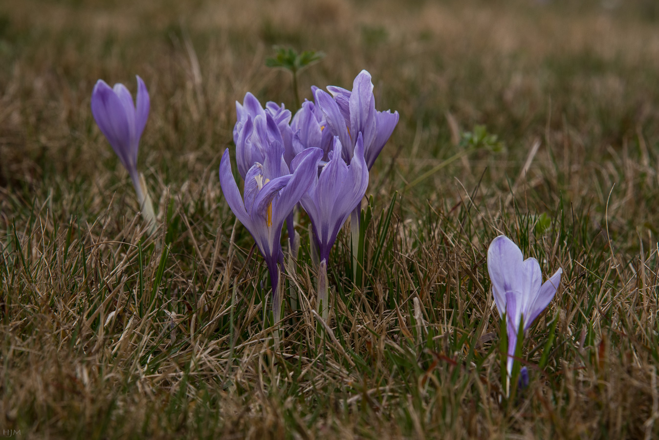 Crocus neglectus