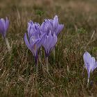 Crocus neglectus