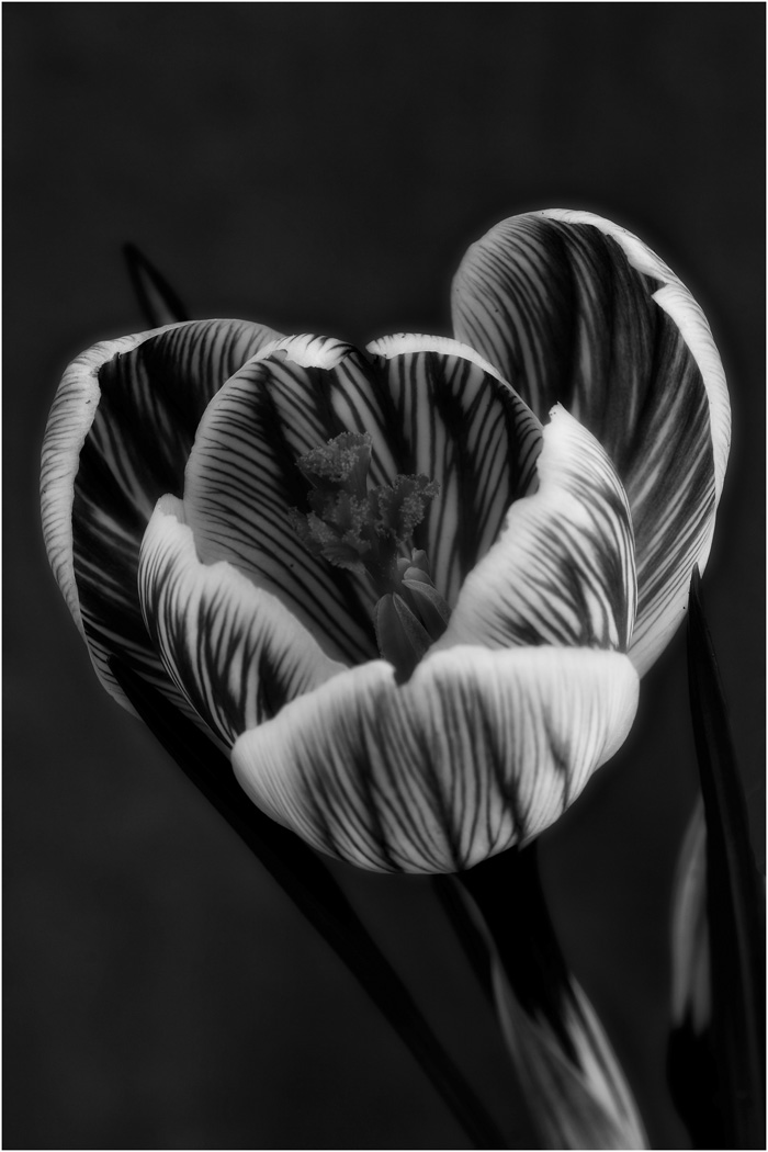 Crocus noir/blanc