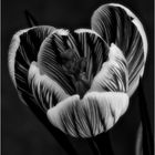 Crocus noir/blanc