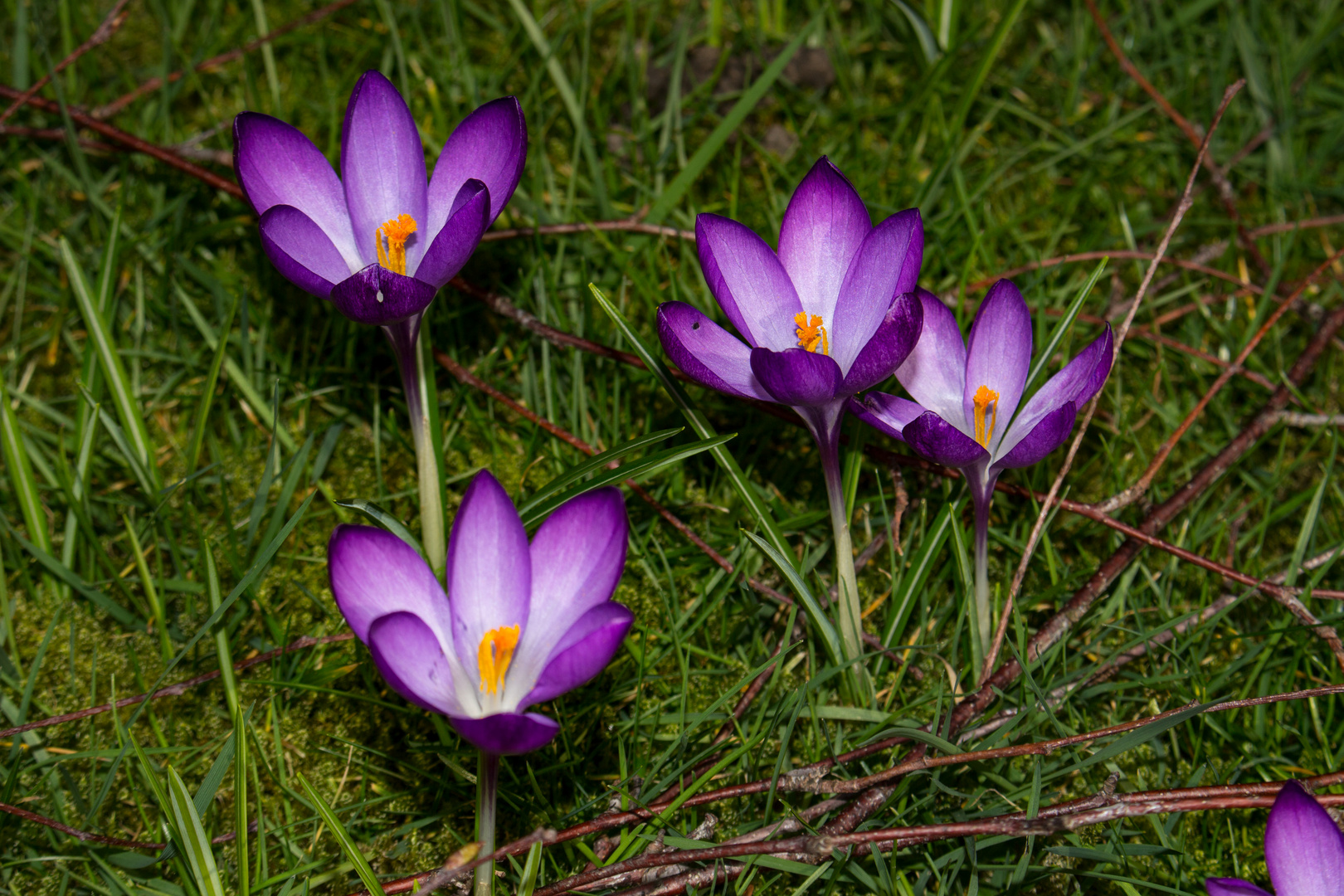 Crocus on a lawn