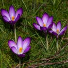 Crocus on a lawn